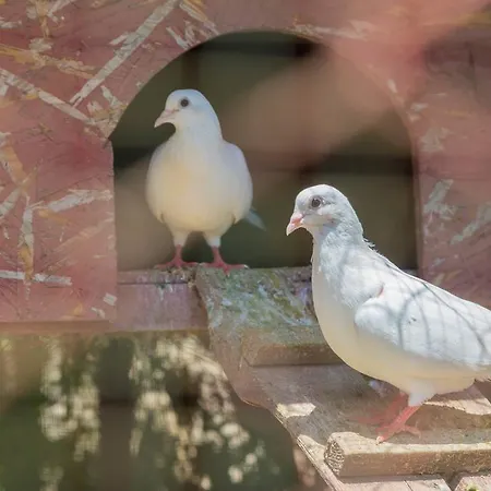 Konukevi Terrace Behram