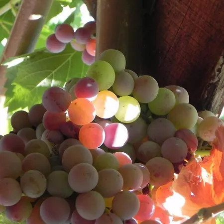 Terrace Konukevi Behram