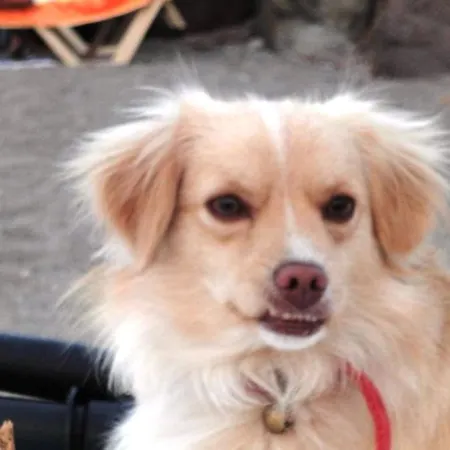 Konukevi Terrace Behram